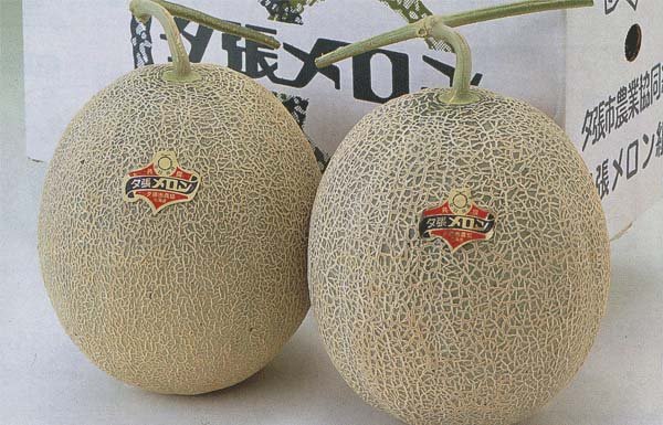 melons-yubari