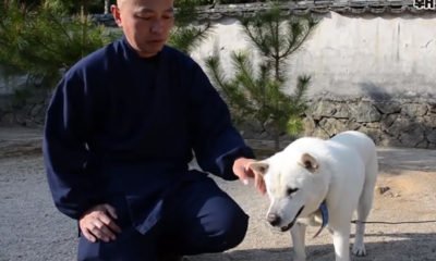 chien-pretre-Japon-temple_mini