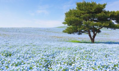 hitachi-seaside-fleurs-japon-paysage