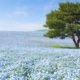 hitachi-seaside-fleurs-japon-paysage
