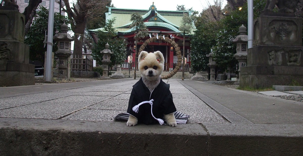 ceremonie-shichi-go-san-chiens-animau-japon