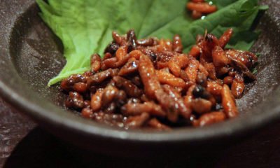 hachinoko-larves-insectes-plats-japonais-nagano