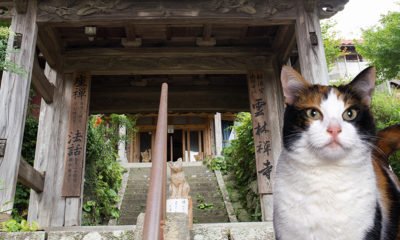 temple-chat-fidele-hachiko-samourai