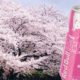 sakura-redbull-japon-hanami-cerisier