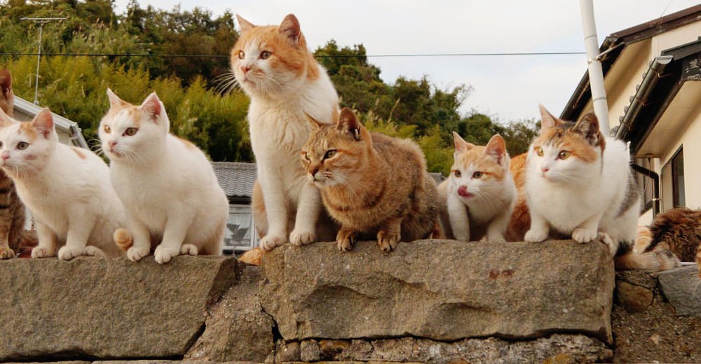 Visite De 11 Iles Aux Chats Situees Au Japon