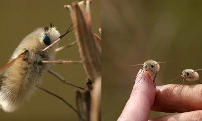 insecte-mignon-japon-kawaii