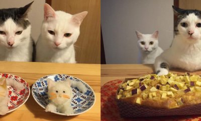 chats-Japon-repas-kawaii