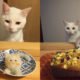 chats-Japon-repas-kawaii