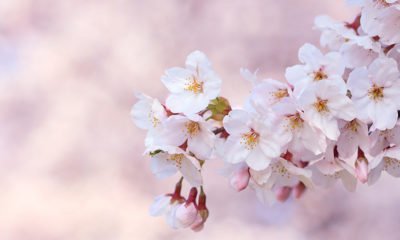 sakura-cerisiers-tokyo-printemps-floraison