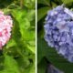 hortensia-japon-coeur-amour-kyoto-fleurs-temple